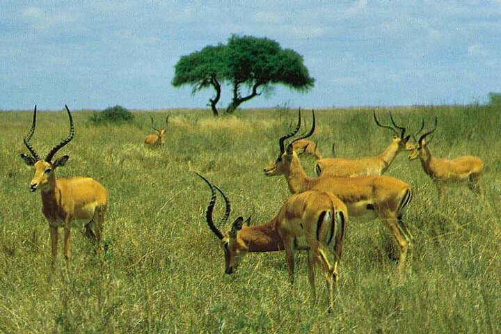 Private Tour Nairobi National Park, Giraffe Centre, Karen Blixen