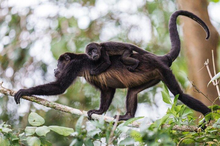 Privat Panama Canal Boat + Wildlife Search