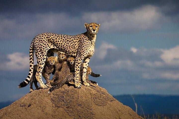 Three Day Thrilling Masai Mara Jeep Safari Spectacle