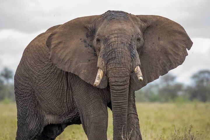 Big Five Luxury Safari en Tanzanie