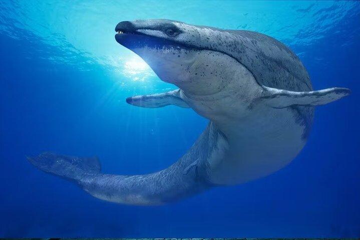 Tour notturno di Hurghada con il Grand Aquarium e cena