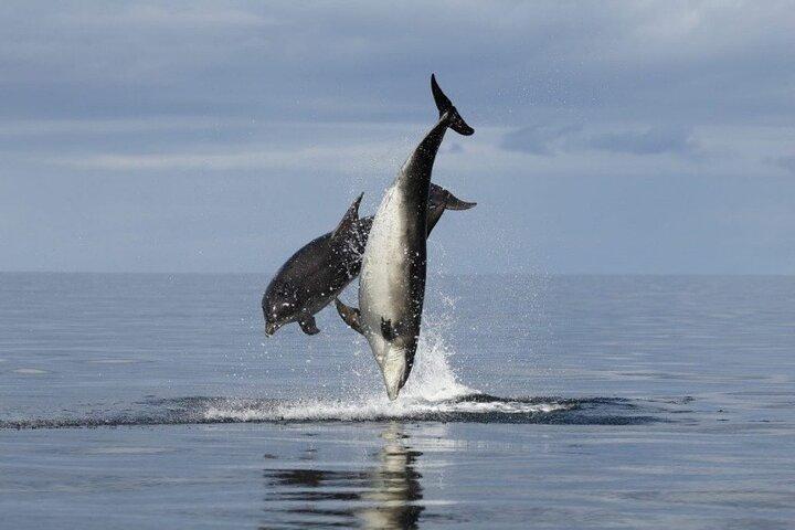 Paseo romántico en barco con avistamiento de delfines