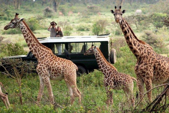 Nairobi National Park, Giraffe and Bomas Cultural Dance Show