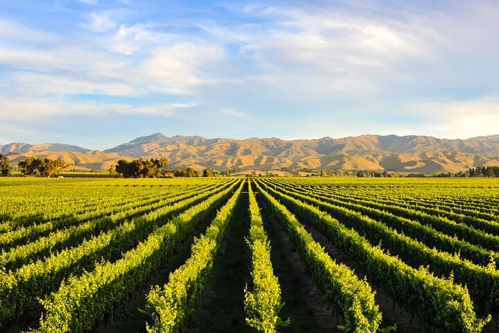 Wine Route Full Day Tour in Cape Town