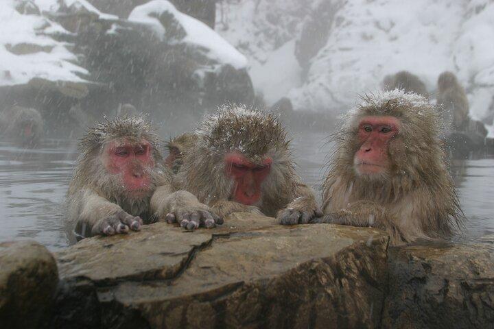 Snow Monkey Park en Miso Production Tour Bullet Train vanuit Tokio
