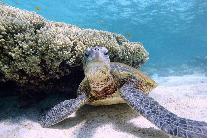 Halvdags sejlads og snorkeltur fra Coral Bay