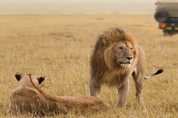 Lake Nakuru National Park With Optional Boat Ride Lake Naivasha