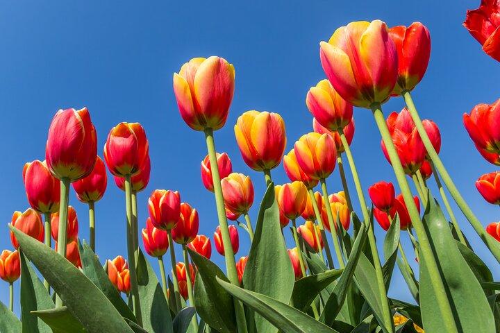 Day Trip to Famous Tulip Route in Noordoostpolder From Amsterdam