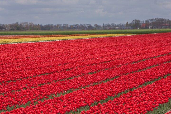 Day Trip to Famous Tulip Route in Noordoostpolder From Amsterdam