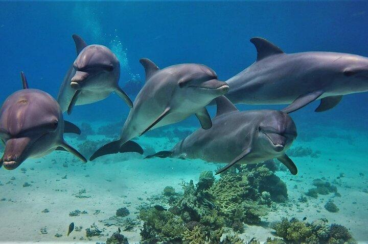 Dolphin House Snorkling kryssning Hurghada