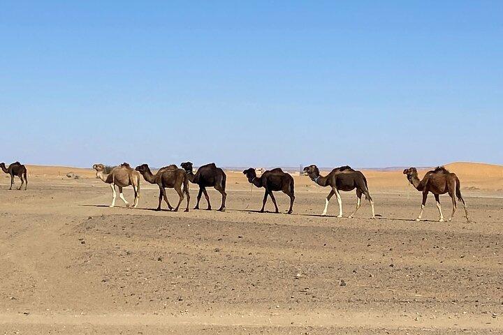 Private camel ride in the Palmeraie in Marrakech