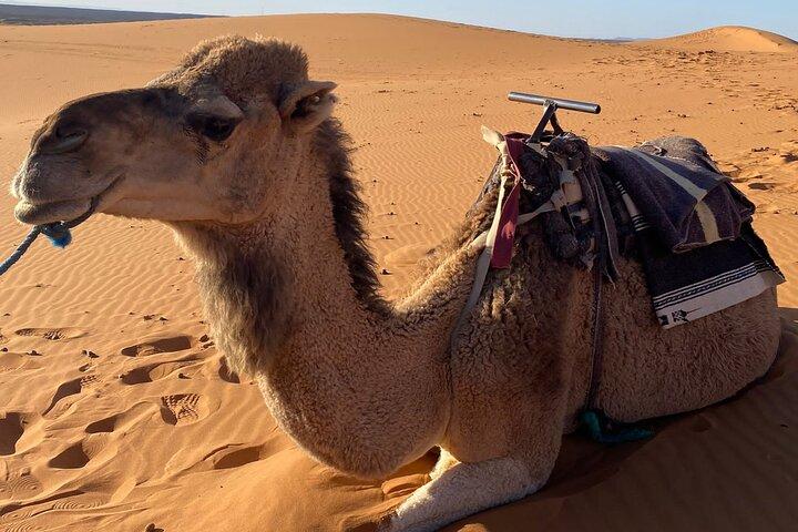 Private camel ride in the Palmeraie in Marrakech