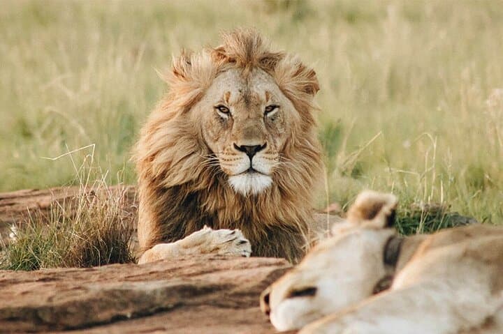 Dubai Safari Park Tickets with Options