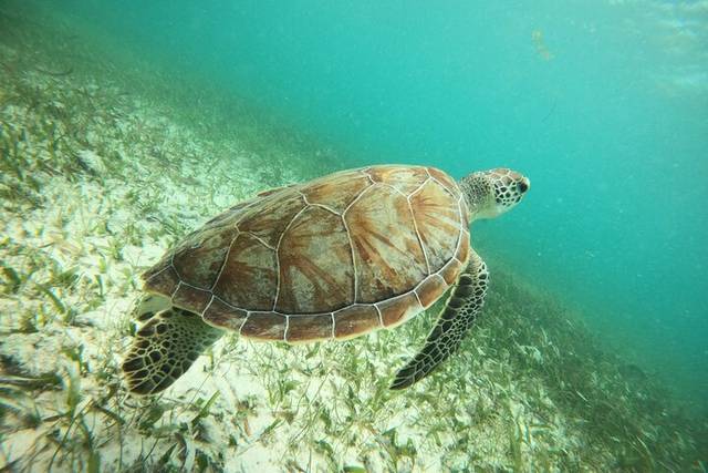 Reef Diving