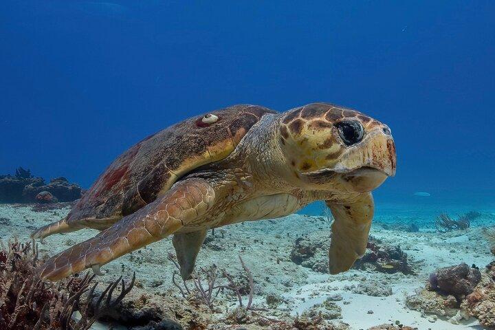 2 buceos de barco en arrecifes de cozumel