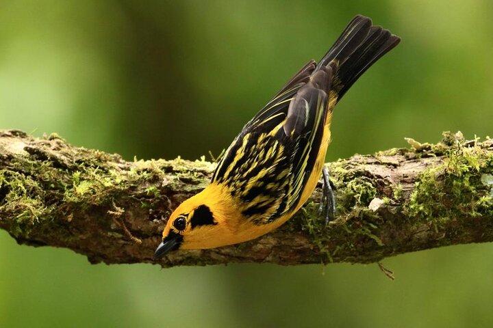 Mindo Birding: 25+ Species for Amateurs & Pros.