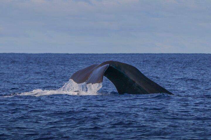 Île Terceira : Observation des baleines et des dauphins | Best Wildlife Tour
