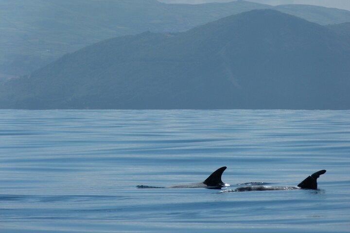 Île Terceira : Observation des baleines et des dauphins | Best Wildlife Tour
