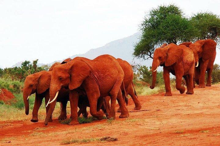 4 Days Wildlife Safari in Amboseli and Tsavo