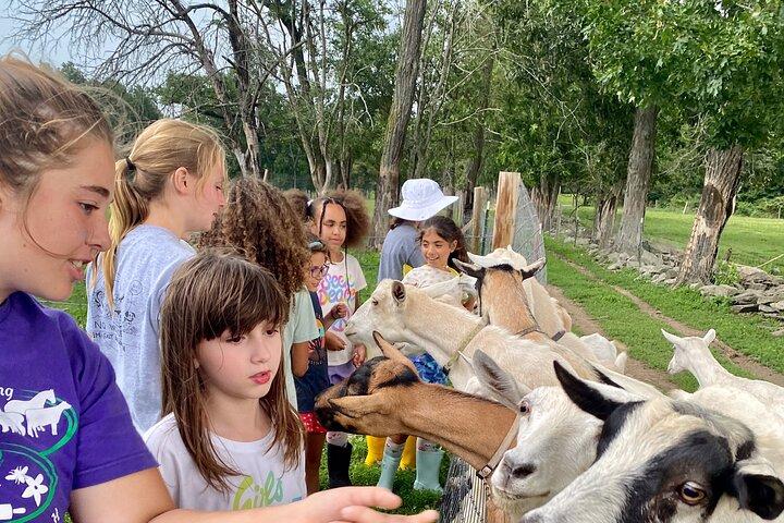 Farmtour auf der Clover Brooke Lama-/Alpaka-/Ziegenfarm