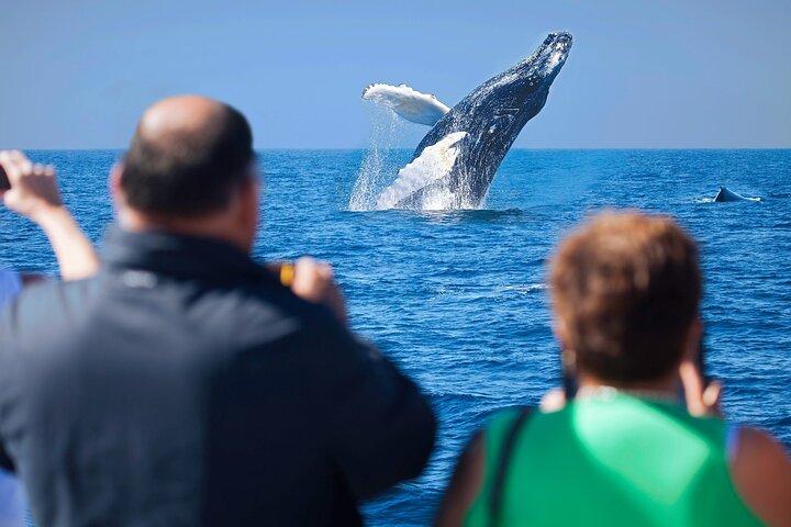 Whale Watching, Kraken Chase og Cabo Arch