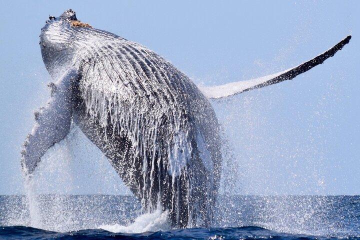 Whale Watching, Kraken Chase og Cabo Arch