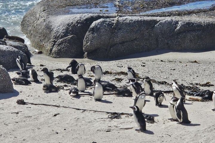 Table Mountain, Boulders Beach Penguins & Cape Point