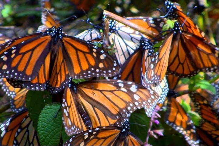 Monarch Butterfly Tour Mexico: Sierra Chuincua and Magic Town