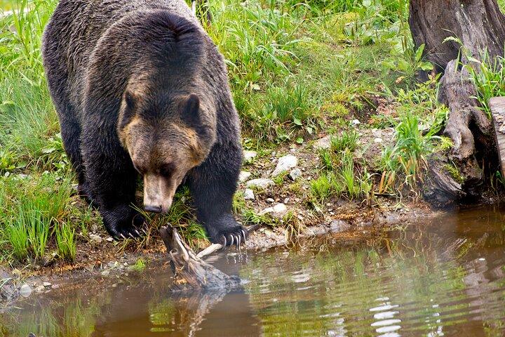 TOUR PRIVADO: Kananaskis Safari Drive y Paseo Natural Guiado 4H