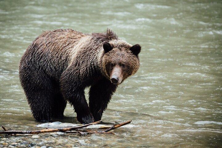 TOUR PRIVADO: Kananaskis Safari Drive y Paseo Natural Guiado 4H