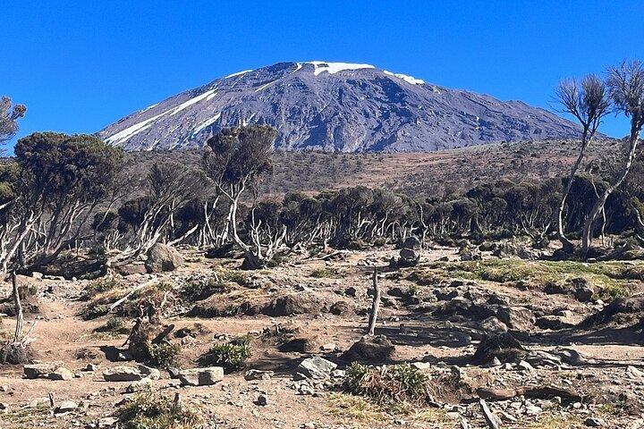 Vandring ved foden af Kilimanjaro