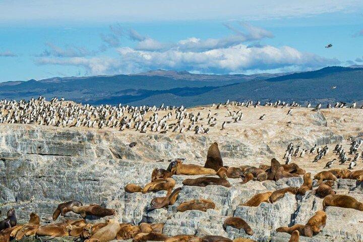 Excursão pelo Canal Beagle até Isla de Lobos e Pinguinera