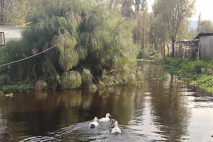 Pre-Hispanic Xochimilco, local food included and ajolotario.