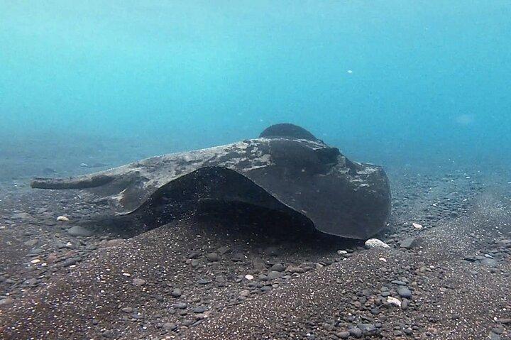 Scopri le immersioni subacquee a Costa Calma