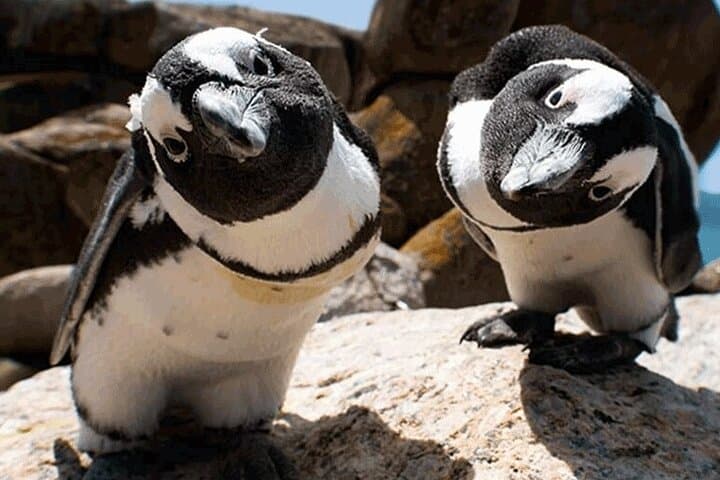 Explore Table Mountain, Meet Penguins and Discover Cape Point