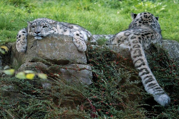 Dublin Zoo Skip-the-line tickets en privétransfers