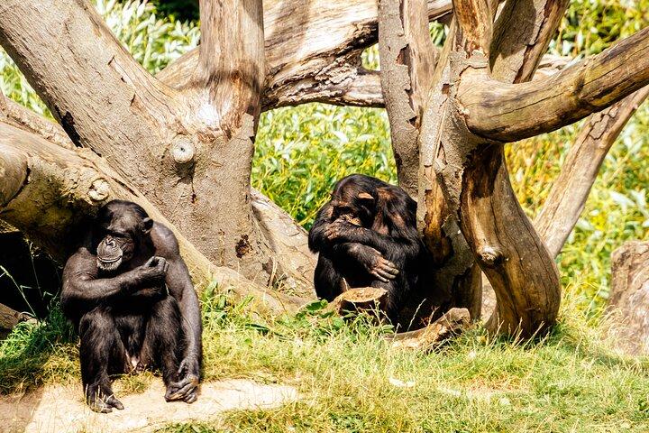 Dublin Zoo Skip-the-line tickets en privétransfers