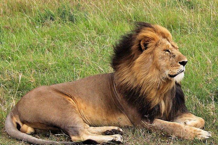 8-daagse privévakantiesafari in bush en strand