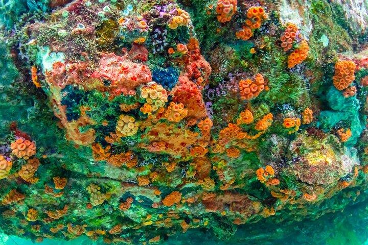 ドローン写真とランチ付きニモ島体験
