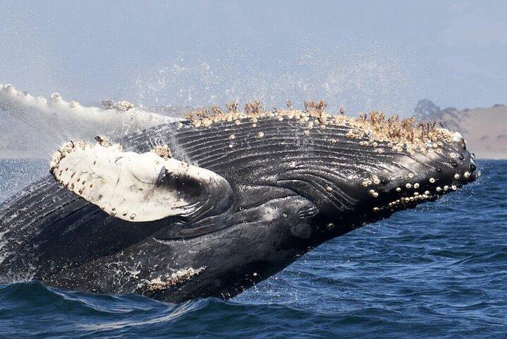 Whale Watching e l'Arco di Cabo San Lucas