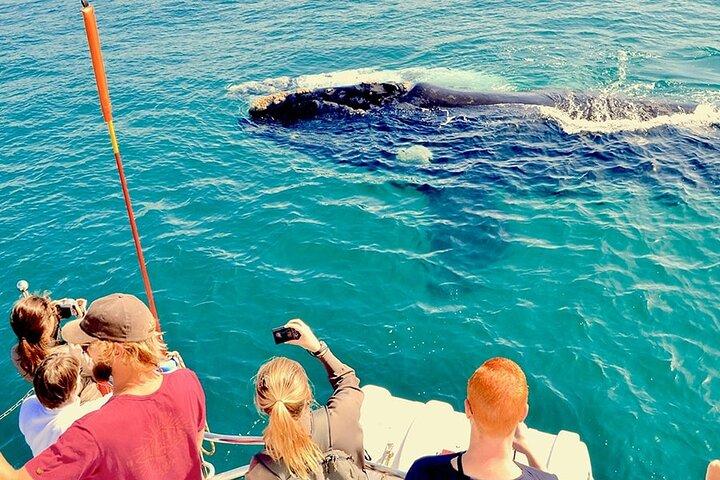 Whale Watching e l'Arco di Cabo San Lucas