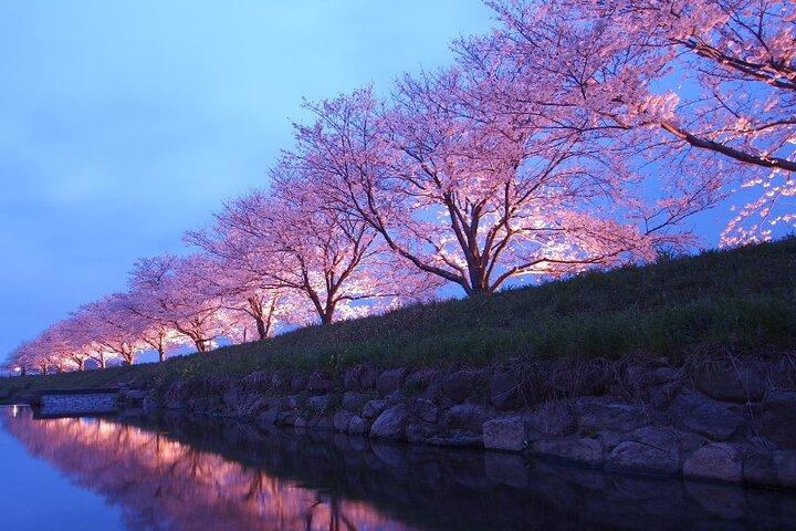 長崎での4時間のプライベート桜「さくら」体験
