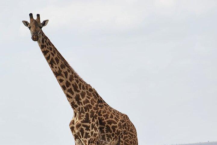 Private 12 Days Journey to Golden Memories in Kenya and Tanzania