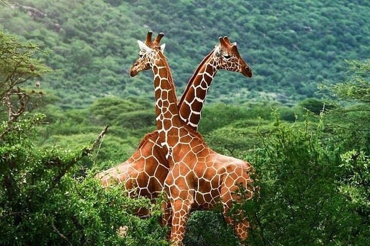 Giraffe Center and Karen Blixen Museum Guided Tour