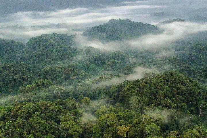 2-daagse Chimpansee trekking & Canopy loopbrug in Nyungwe NP