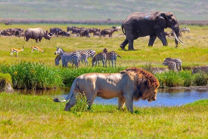 6-daagse luxe Tanzania Premium Safari