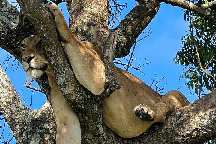 Um dia Akagera Safari de Kigali