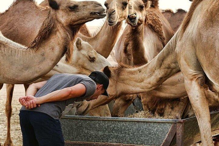 Avventura Liwa Safari nel deserto di un'intera giornata con pranzo da Abu Dhabi