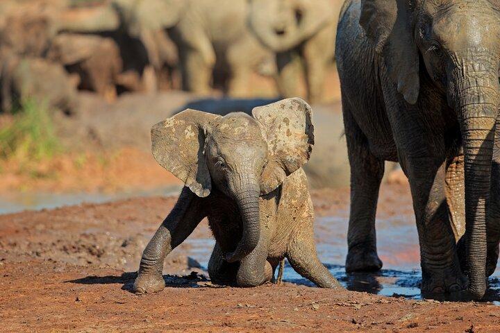 Elephant Safari Private Adventure : Excursion dans le parc national Addo