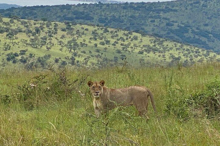 Safaripark Dagtrip Avontuur vanuit Kigali